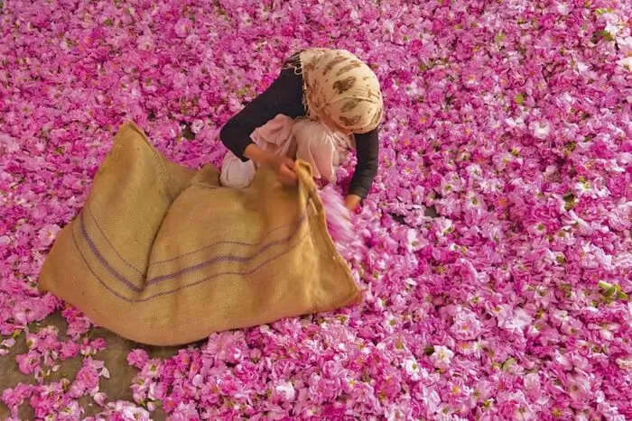 Collecting Pink Flower Petals on the Ground Person wearing a headscarf collecting pink flower petals into a large burlap sack.