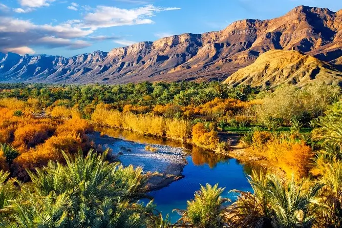 River flowing through palm and autumn forest with mountain backdrop River flowing through lush vegetation with green palms, autumn trees, and mountains.