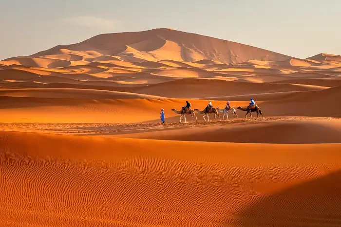 Camel caravan trekking through the golden dunes of Erg Chebbi Sahara desert on a Morocco honeymoon package