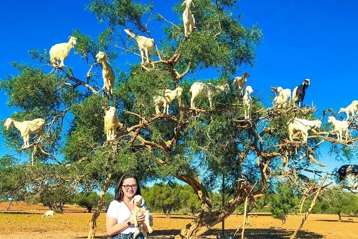 Goats climbing argan trees near Essaouira on a 15 Day Morocco Tour