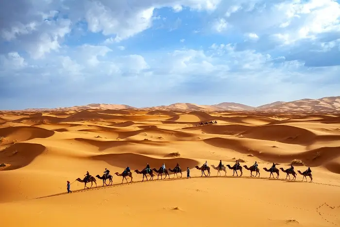 Tourists on a camel trek across the golden dunes of Erg Chebbi near Merzouga in the Sahara Desert during a 15 Day Morocco Grand Tour